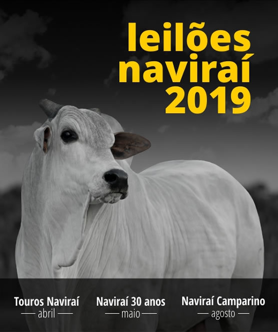 Leilão Naviraí 2019