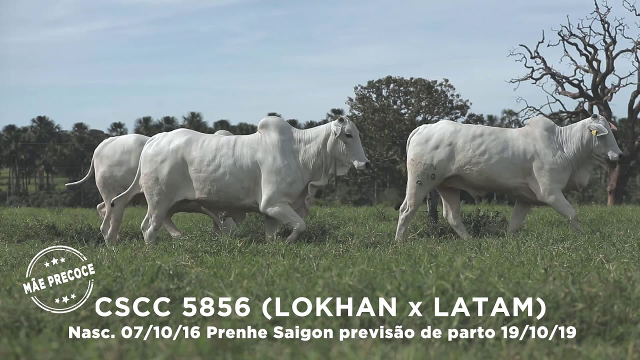 Lote - 51