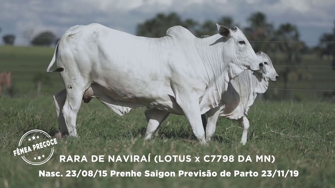 Lote - 79
